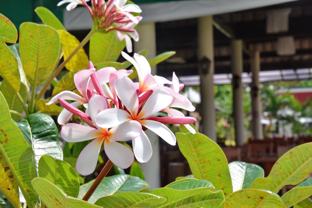 Golden Bay Cottage - Sha Extra Plus Ko Lanta Zewnętrze zdjęcie